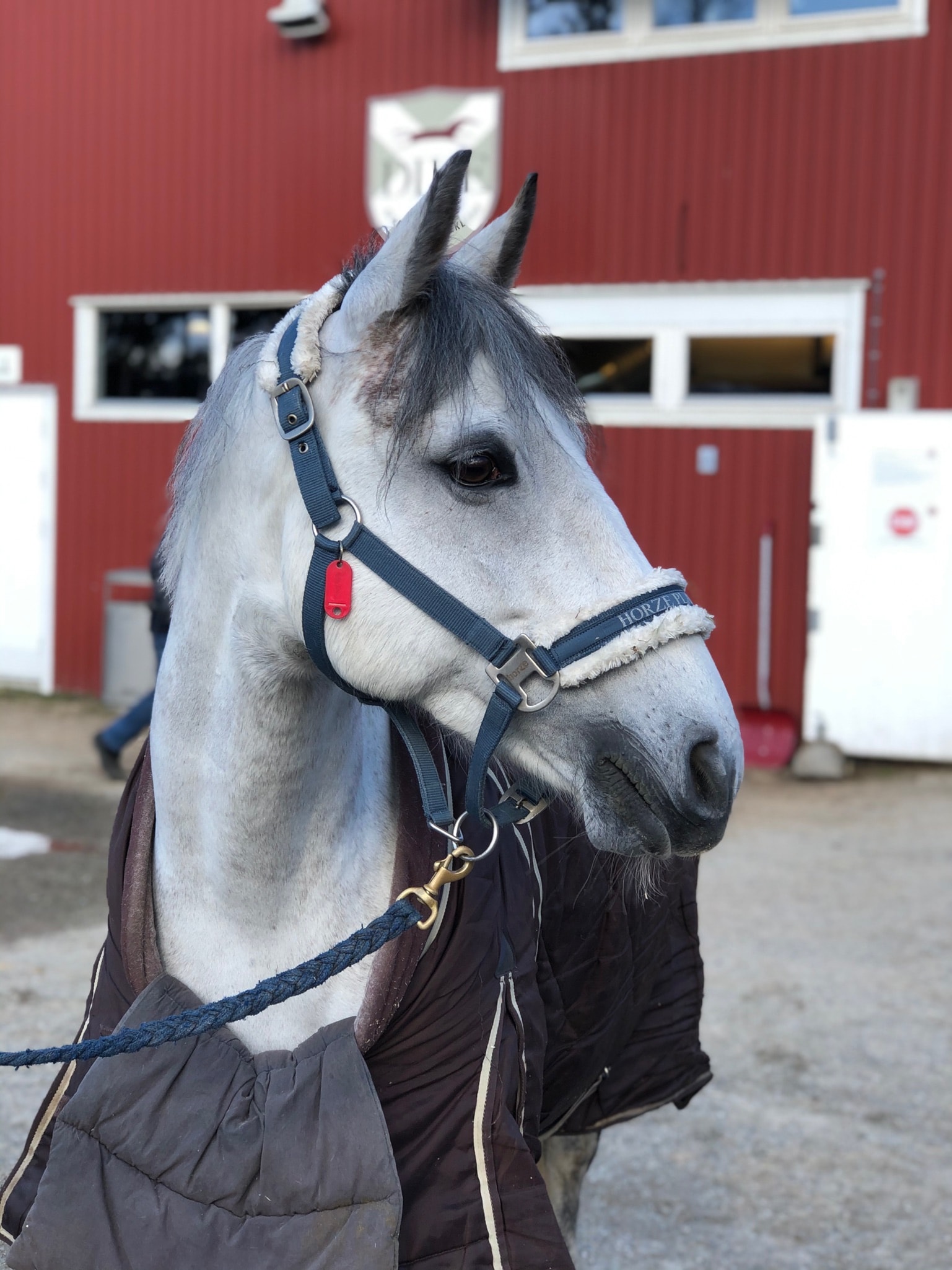 Sommerbrev til Dikemark rideklubb sine medlemmer